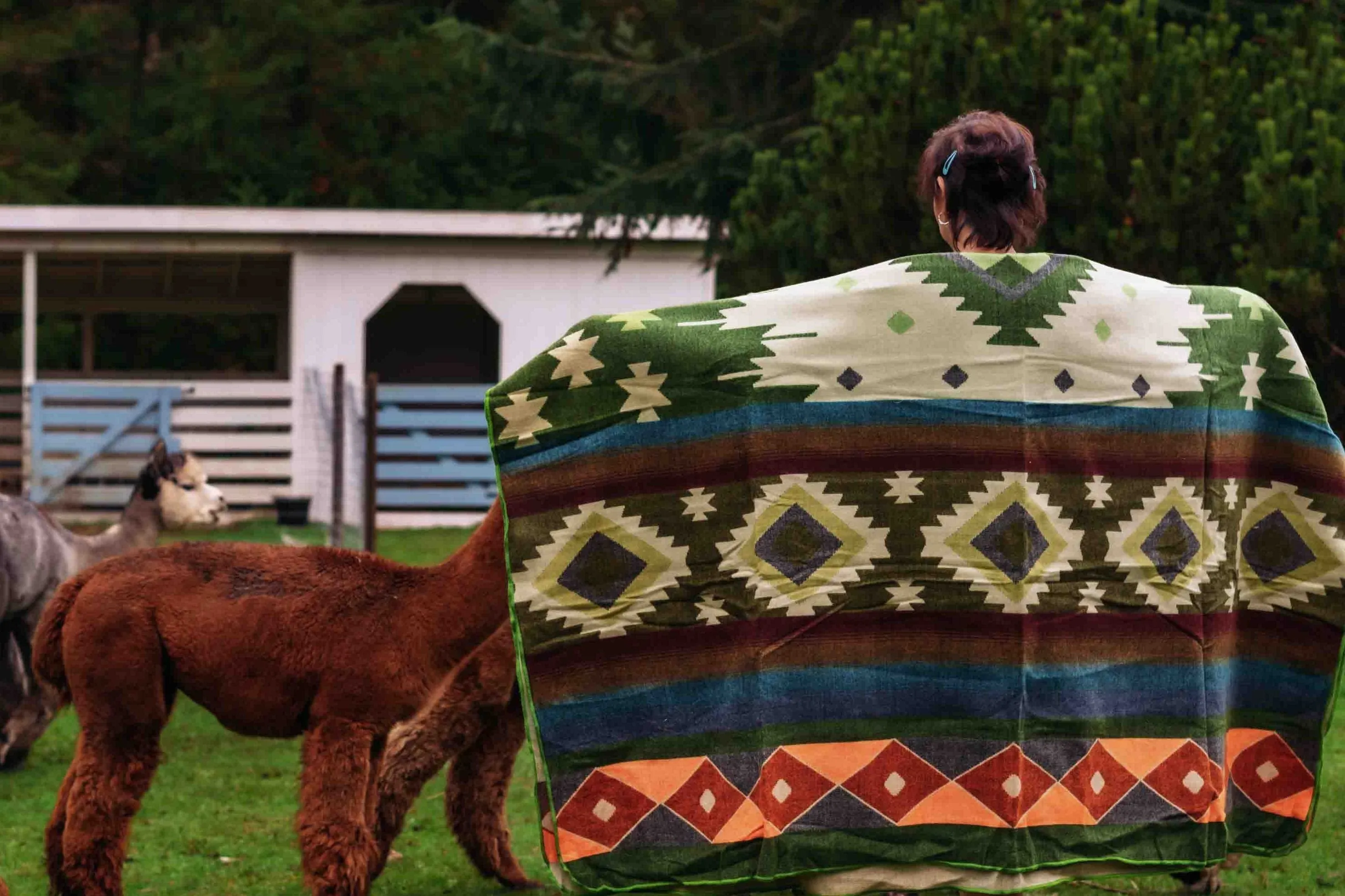 San Isidro - Olive - Alpaca Wool Blanket - Enchanted Farms